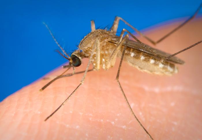 Known as a vector for the West Nile virus, this Culex quinquefasciatus mosquito has landed on a human finger.